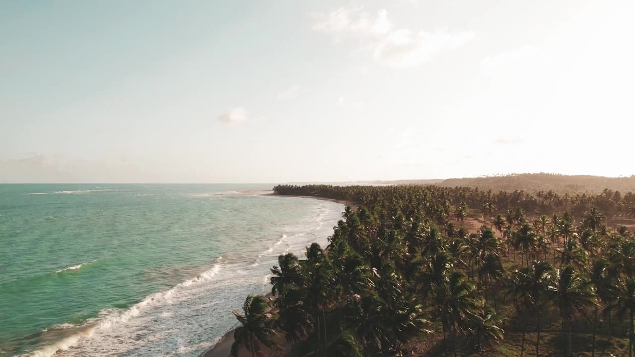 Palm trees beside a turquoise tropical coastline